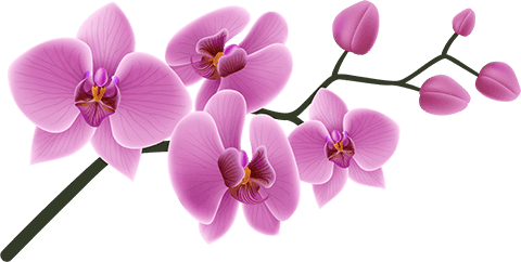Orchidee - Friseur Luisas Hairfashion Wetzlar Orchidee - Symbol Friseur Luisas Hairfashion